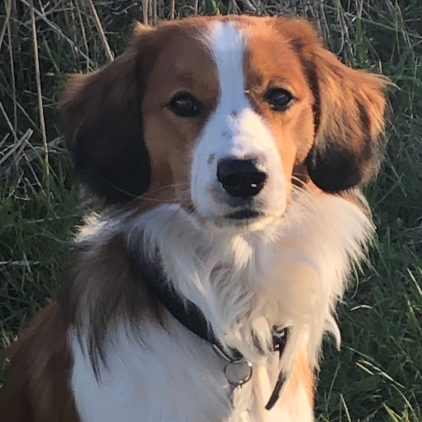 Josh - Hollandsk Kooikerhondje